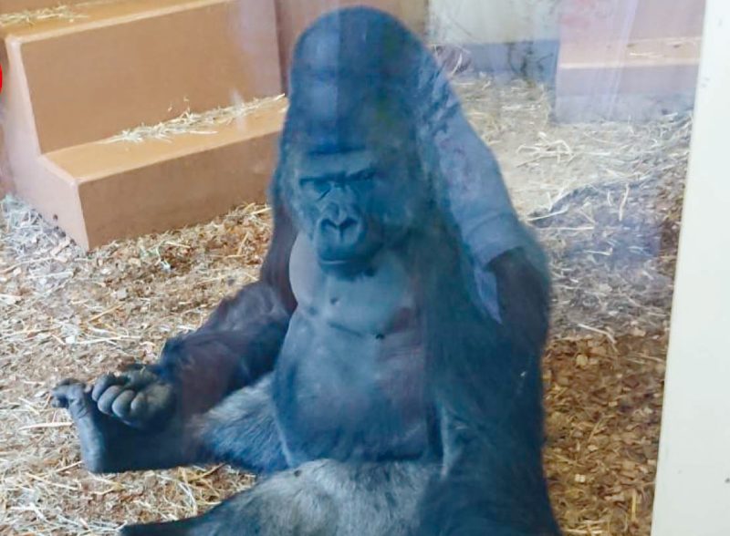 投稿についてもっと詳しく 2020.12.8 東山公園駅～東山動植物園～星ヶ丘駅
